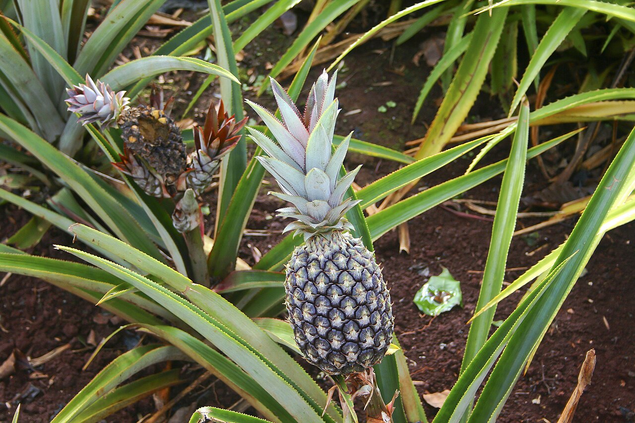Nutritional Benefits of Pineapple for Chickens