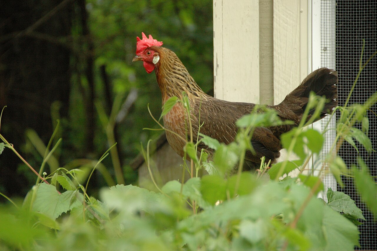 Can Chickens Eat Strawberries? Tops, Amounts, and Mold
