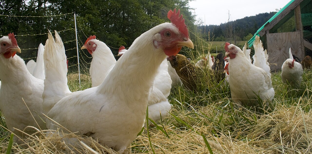 Can Chickens Eat Tomatoes? Ripe, Green, and Plant Safety