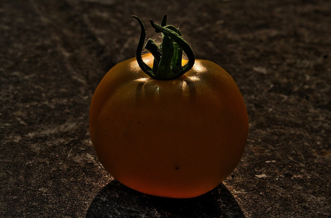 Why Ripe Tomatoes Are Good for Chickens