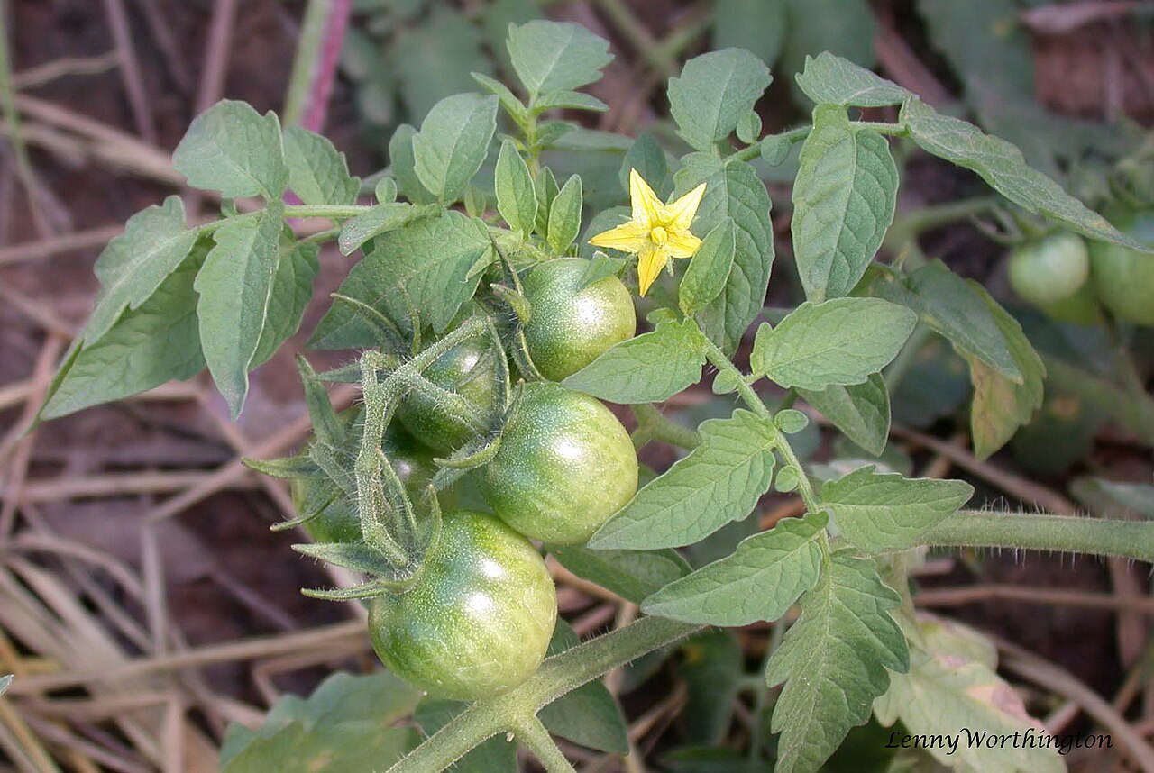 Can Chickens Eat Green Tomatoes?