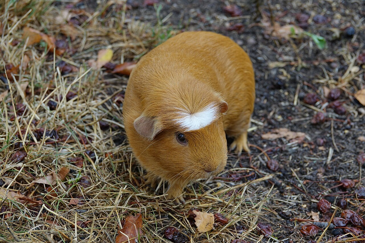 Can Guinea Pigs Eat Grapes? Safe Portions, Skin and Seeds