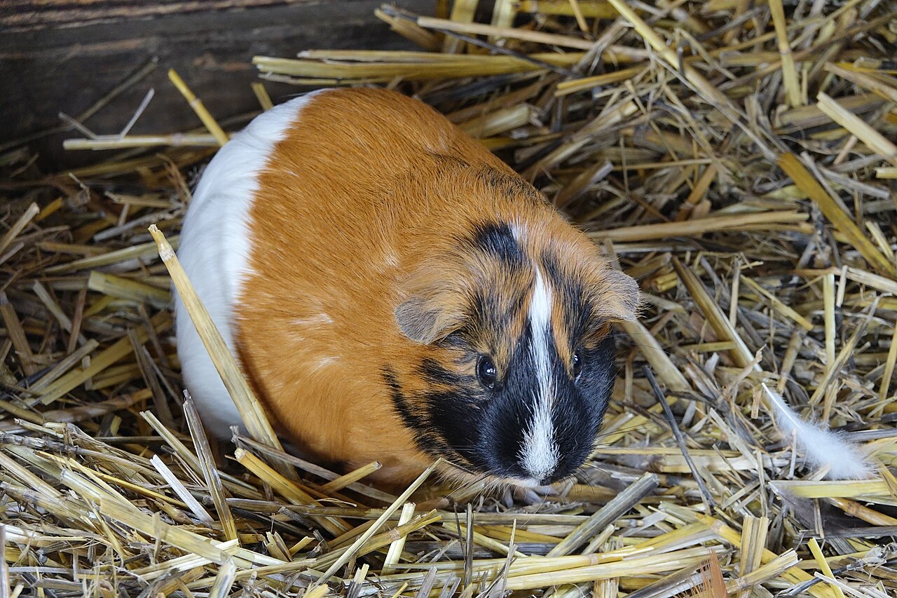 What Grapes Actually Give a Guinea Pig Nutritionally