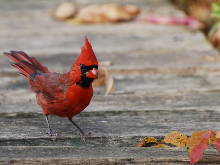 Cardinal Sounds: The Songs, Duets, and Chip Call Explained