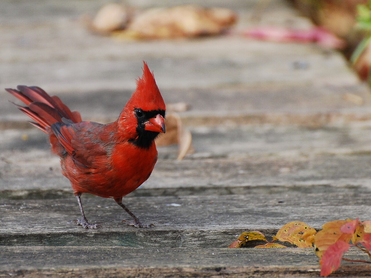 Cardinal Sounds: The Songs, Duets, and Chip Call Explained