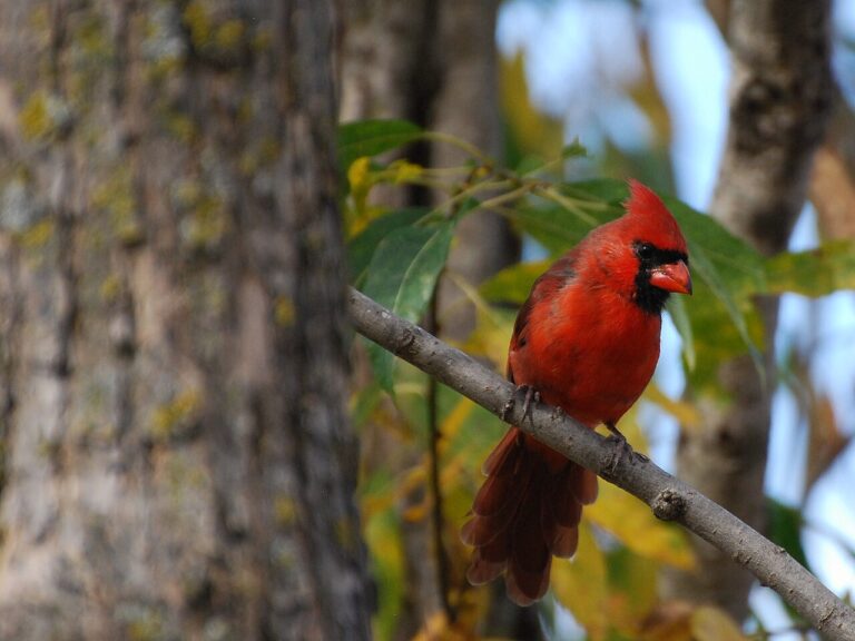 Cardinal Tattoo Meaning: Memorial and Spiritual Designs