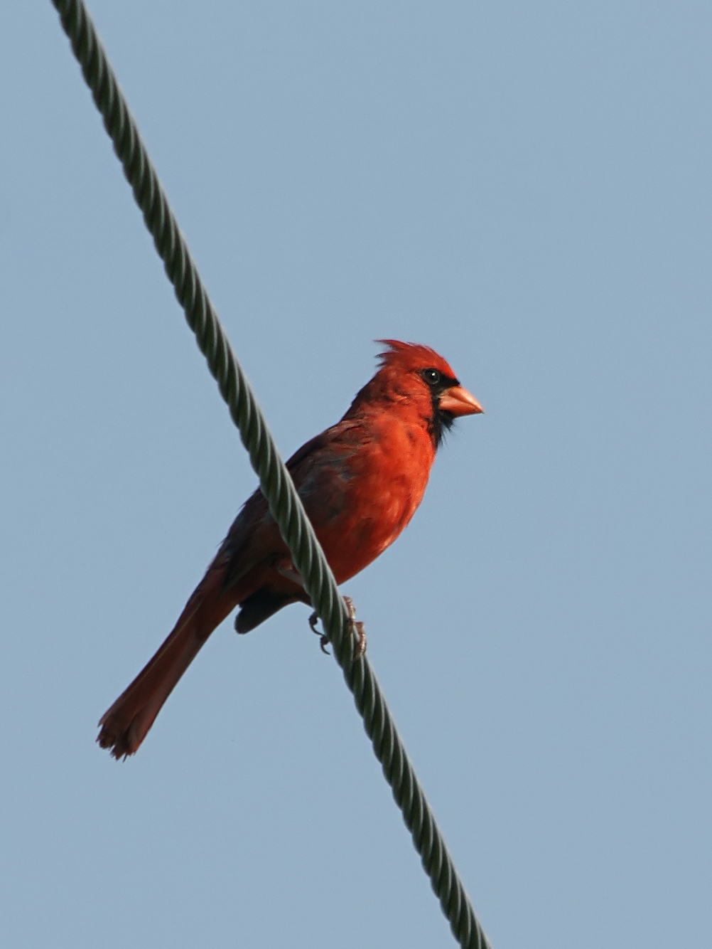 The Memorial Cardinal: Designs for Someone You Lost