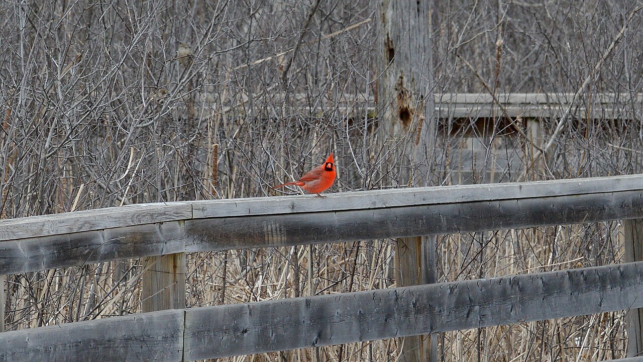 Male vs Female Cardinal Tattoos