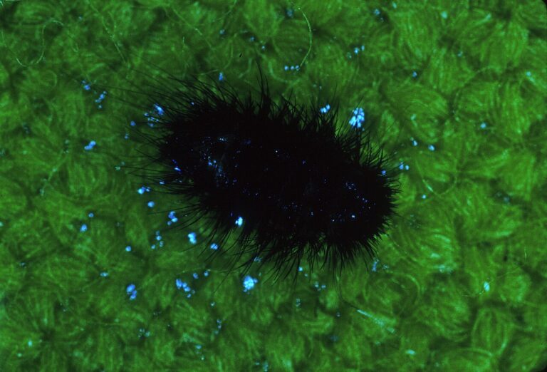 Carpet Beetle Poop: Identification and Fabric Damage