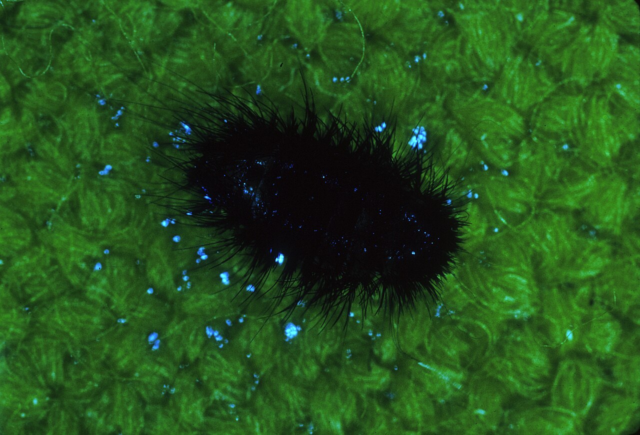 Carpet Beetle Poop: Identification and Fabric Damage