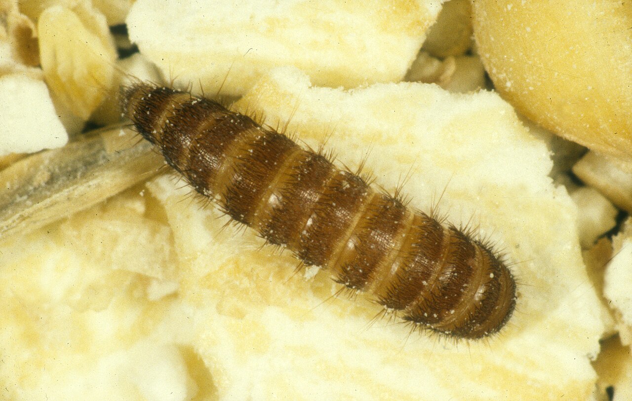 Shed Larval Skins: A Key Confirming Sign