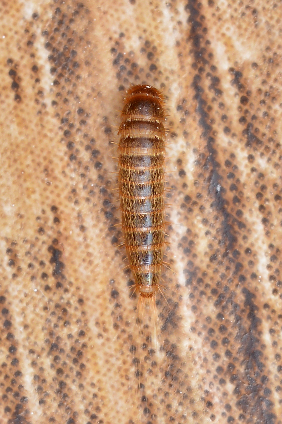 Identifying the Larvae Themselves