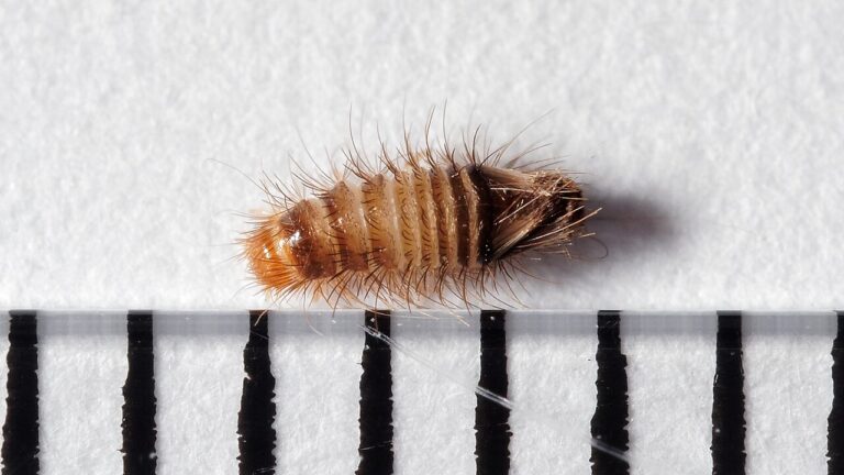 Carpet Beetle Rash: Why It Is Not a Bite