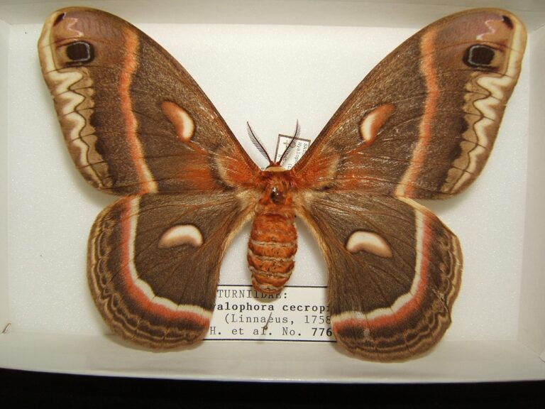 Cecropia Moth: North America’s Largest Moth Explained