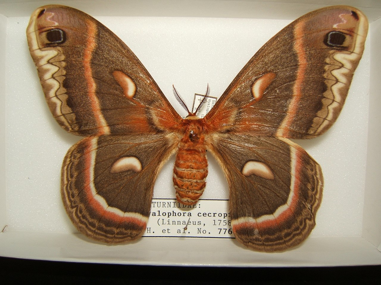 Cecropia Moth: North America’s Largest Moth Explained
