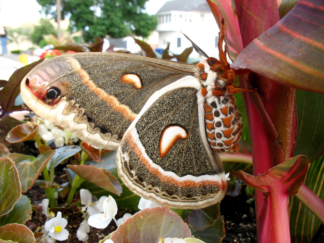 What a Cecropia Moth Looks Like