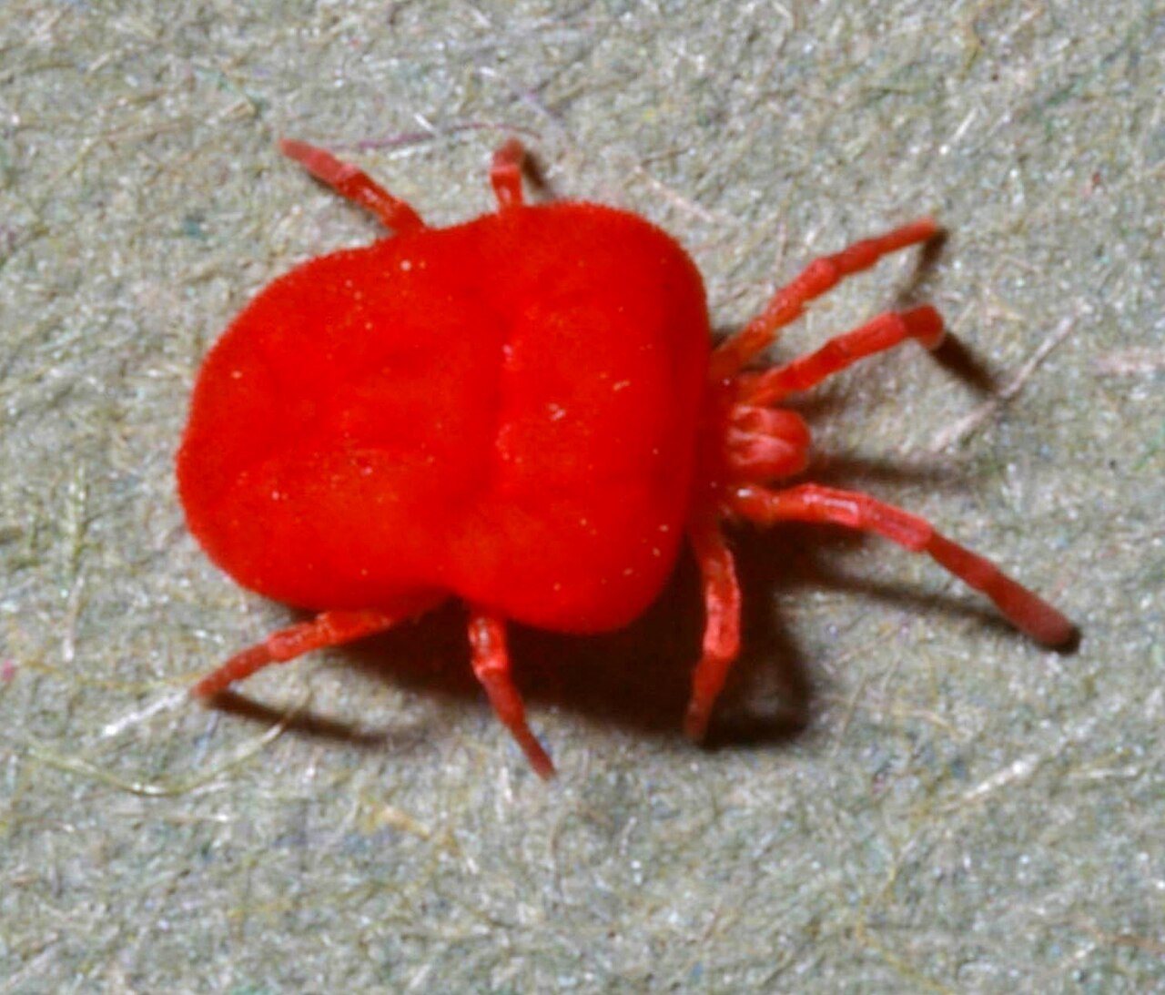 Chigger Bites vs Flea Bites: How to Tell Them Apart