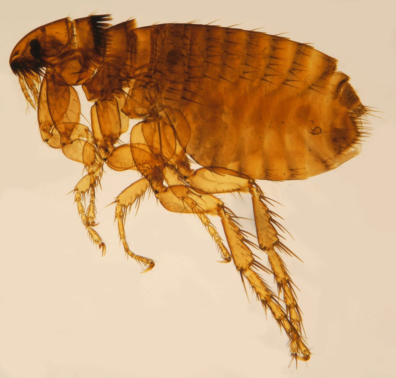 What Flea Bites Look Like