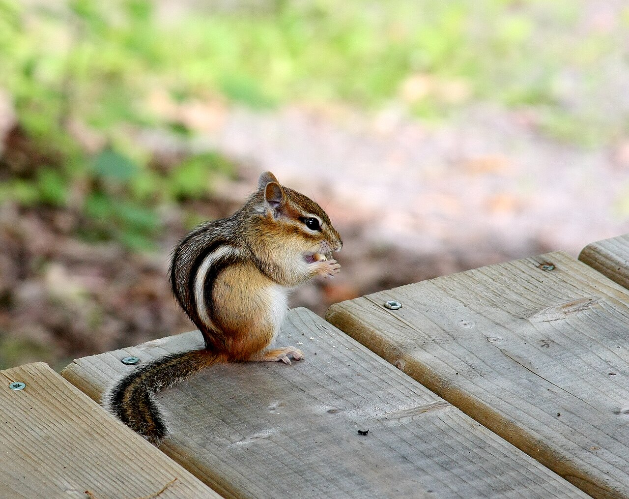 Chipmunk Poop: Identification and Comparison Guide