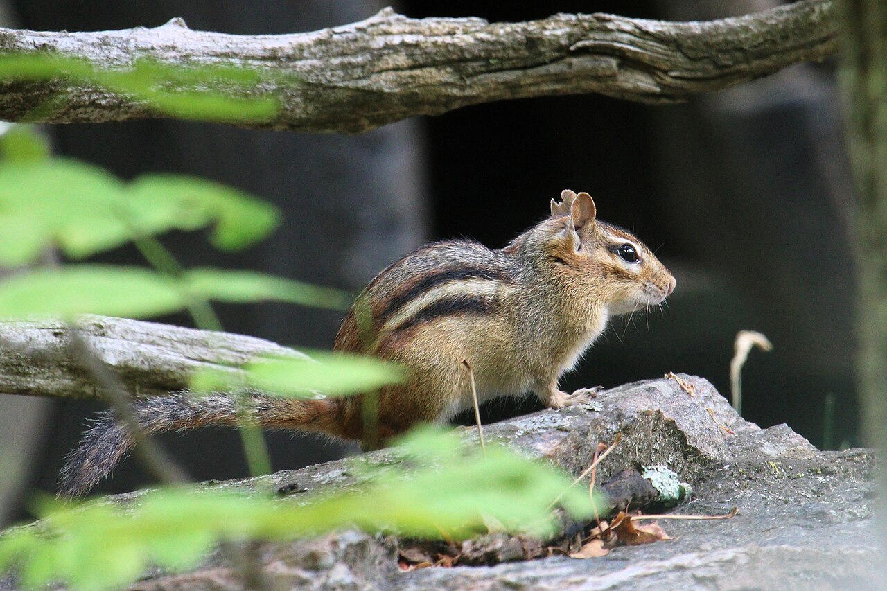 Signs of a Chipmunk Problem