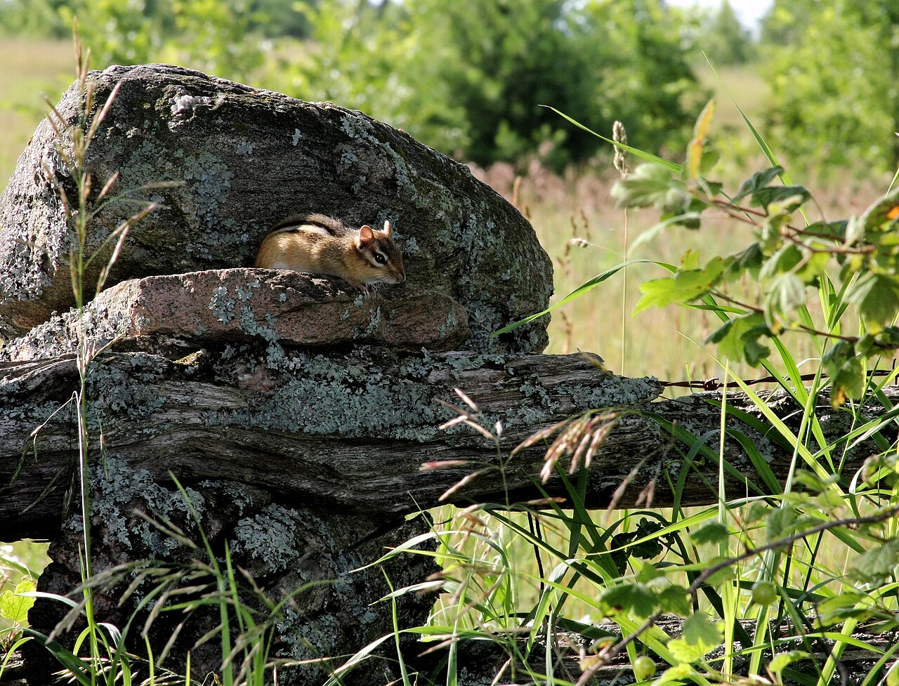 Keeping Chipmunks Out