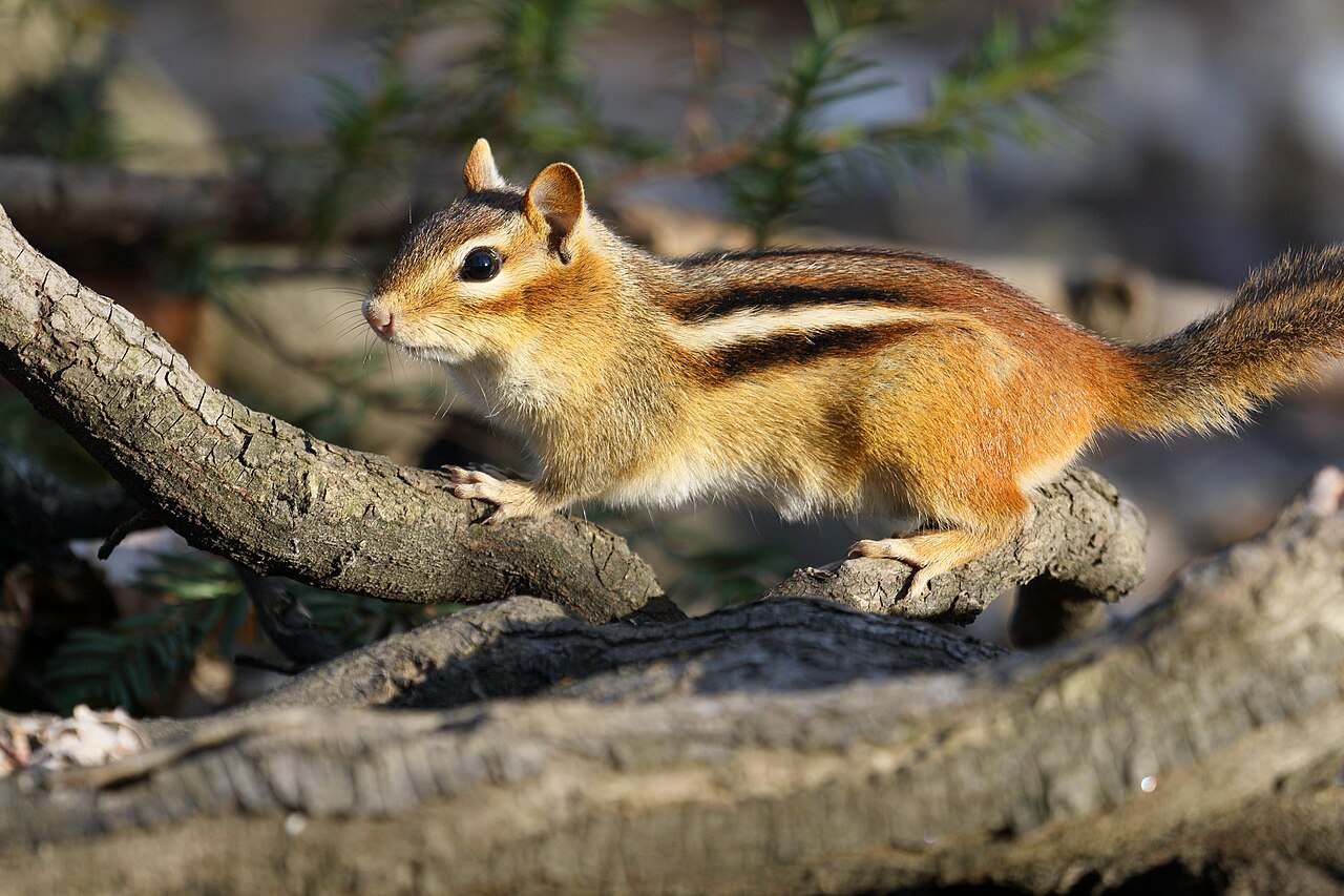 Chipmunk Sounds: What the Chip, Chuck, and Trill Mean