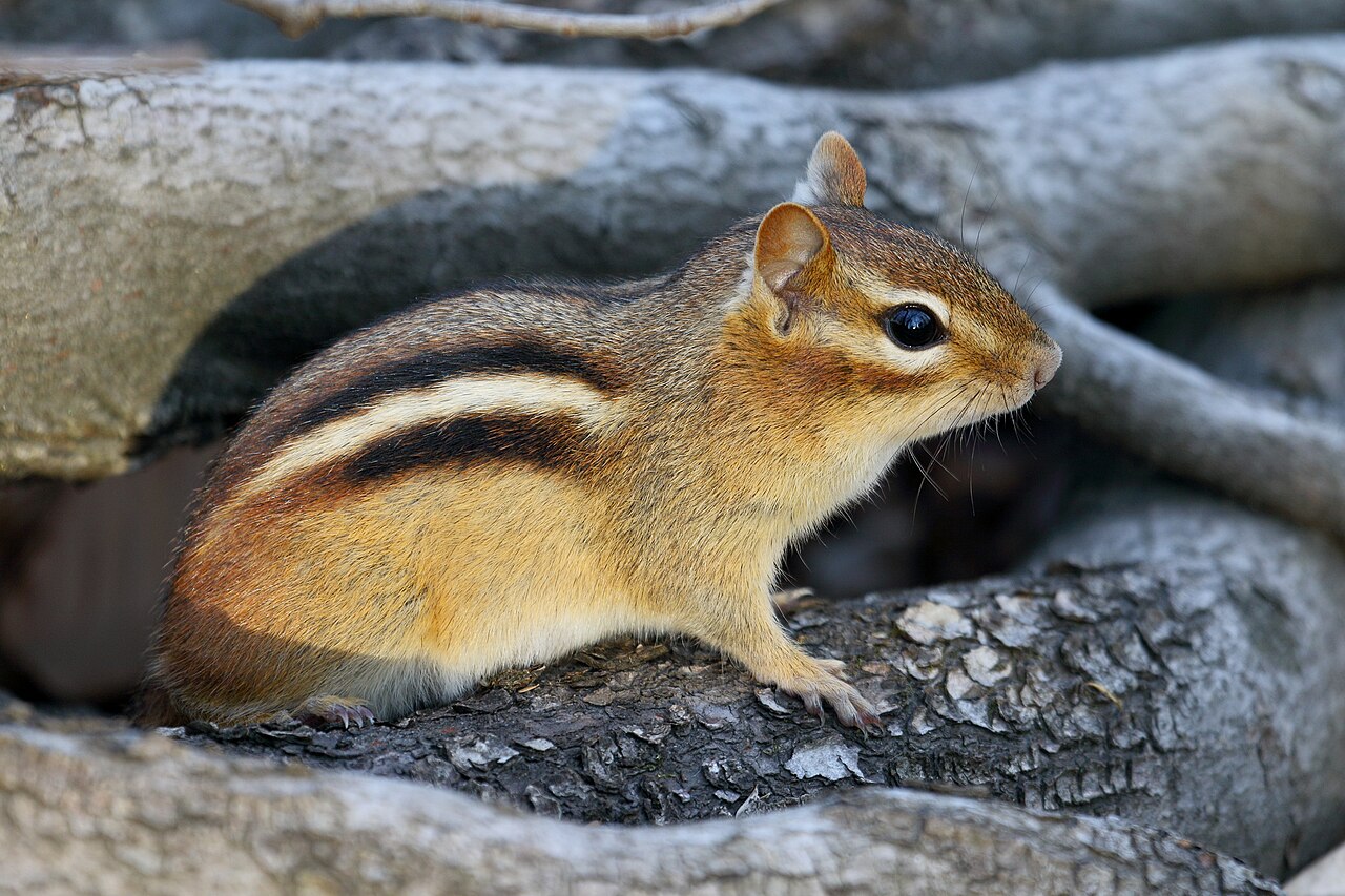 Fighting, Chasing, and Territorial Chatter