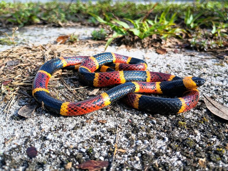 Coral Snake vs King Snake: The Rule and Its Limits