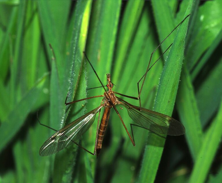 Crane Fly: Why It Does Not Eat Mosquitoes