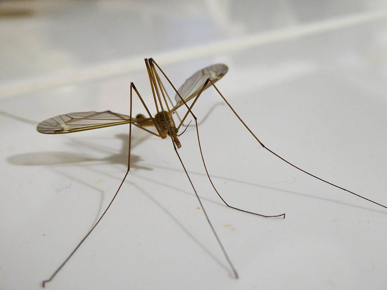 The Mosquito Myth