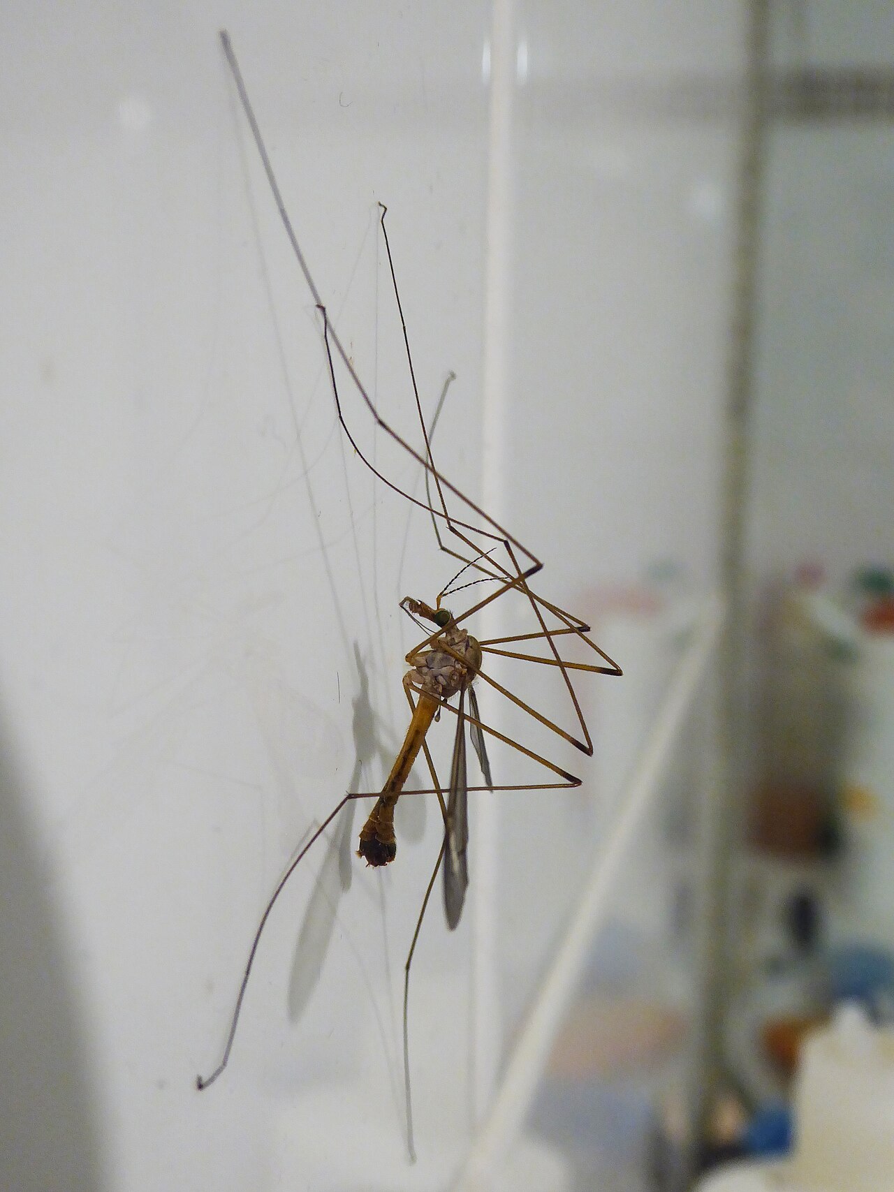 Crane Fly or Mosquito?