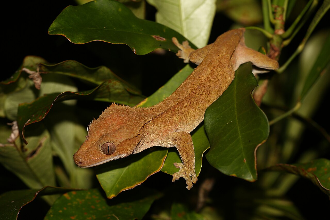 Crested Gecko Lifespan: How Long They Live and Why