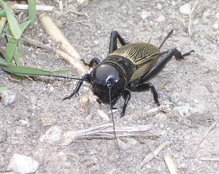 Cricket vs Grasshopper: Every Reliable Difference