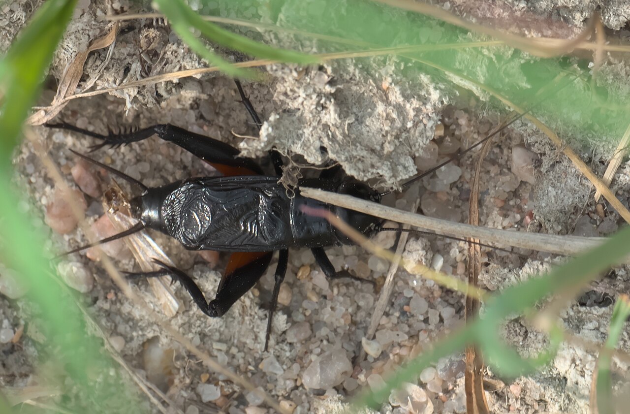 Katydids and Locusts