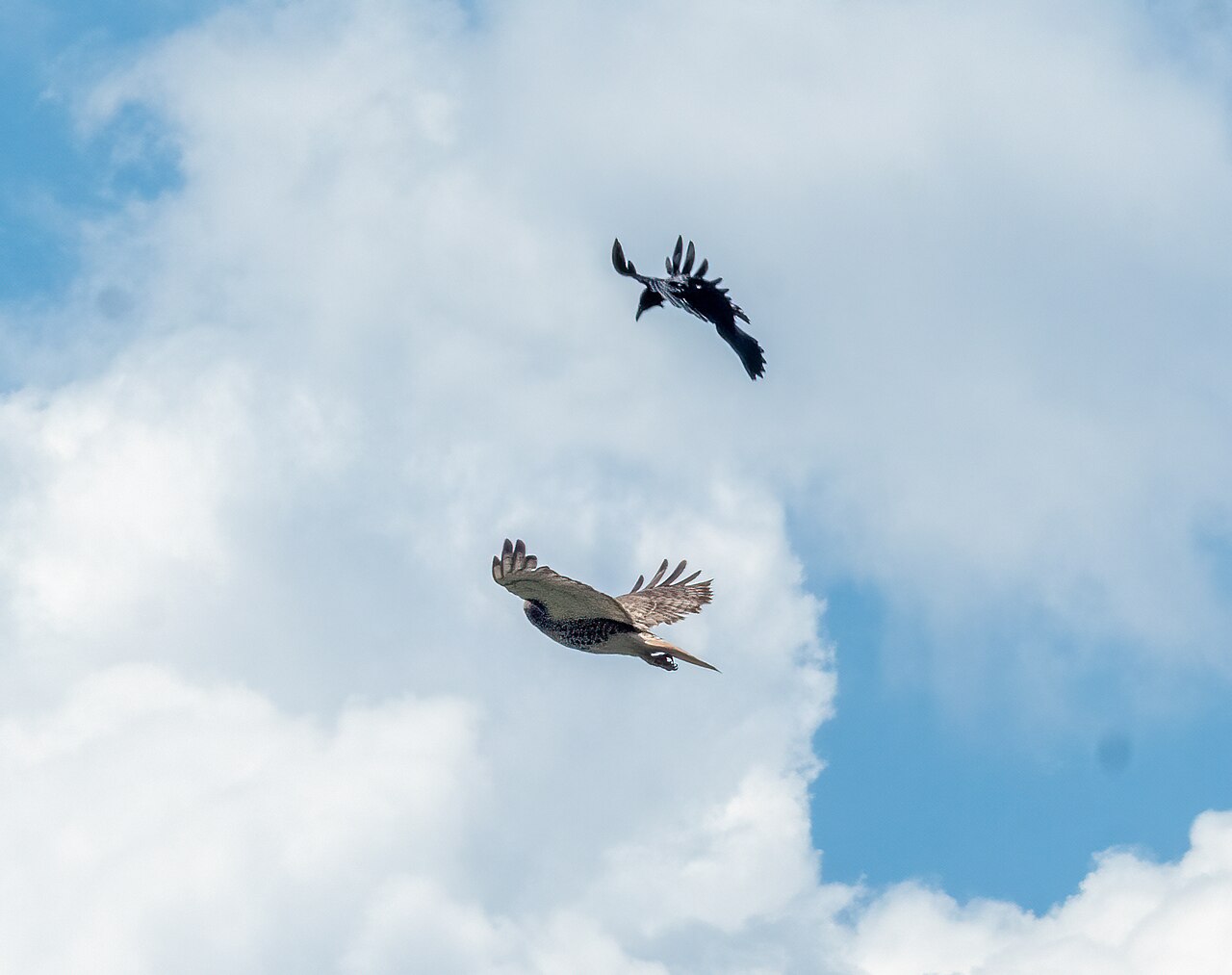 Crows mobbing a raptor, the loudest alarm behavior in the yard