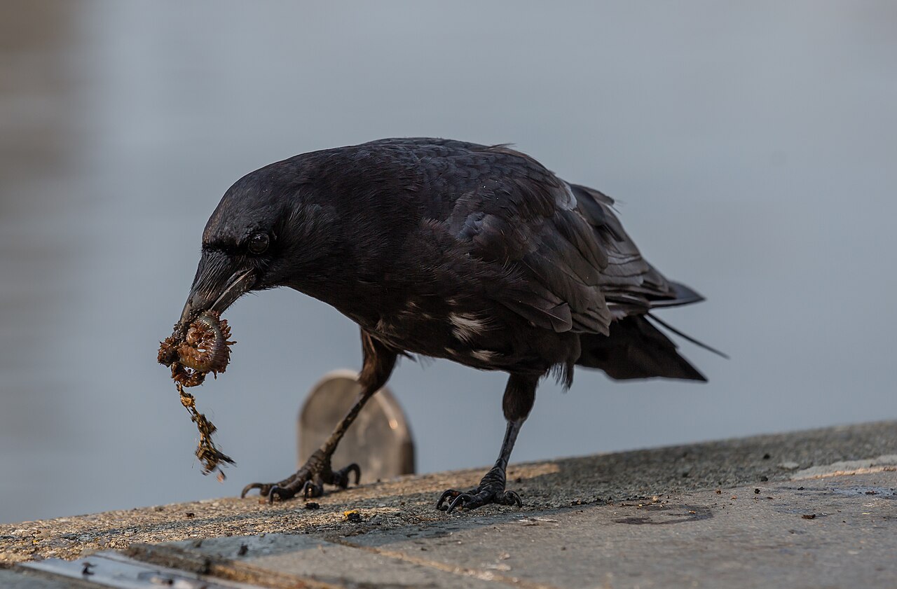 Crow Sounds: What Caws, Rattles, and Clicks Mean
