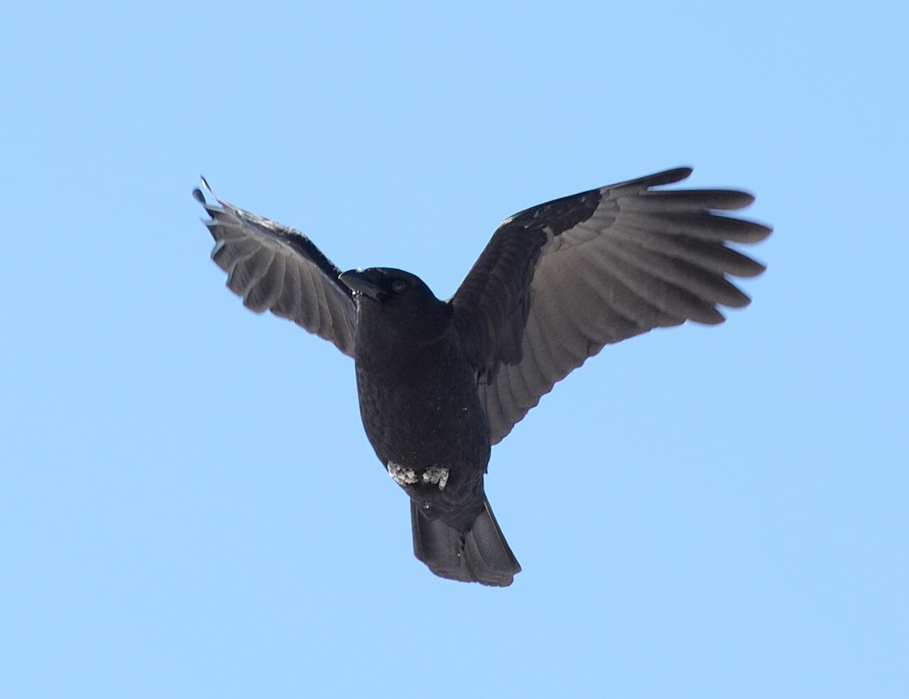 American crow in flight, the classic transformation pose in crow tattoos