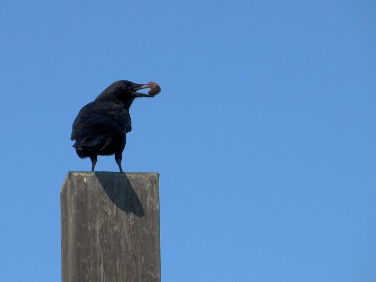 Crow Tattoo Meaning: Intelligence and Transformation