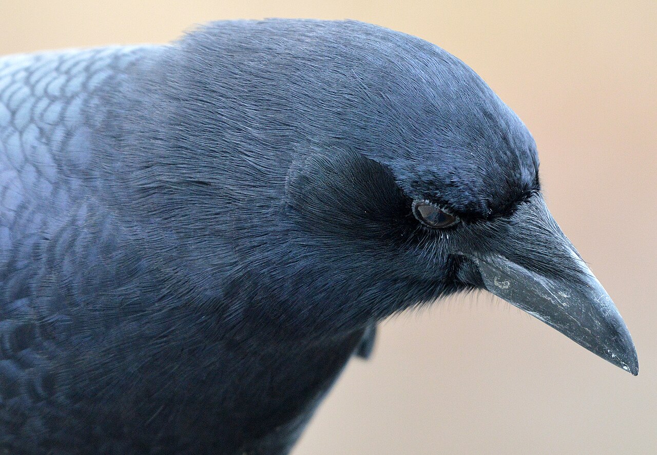 American crow close-up, straight bill and smooth throat