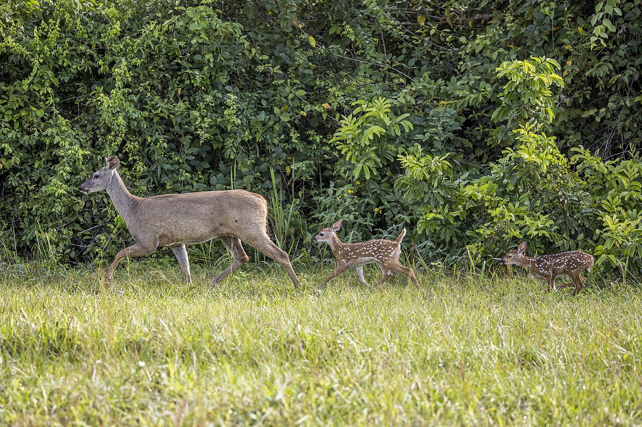 Deer Poop: Identification, Size, and What It Tells You