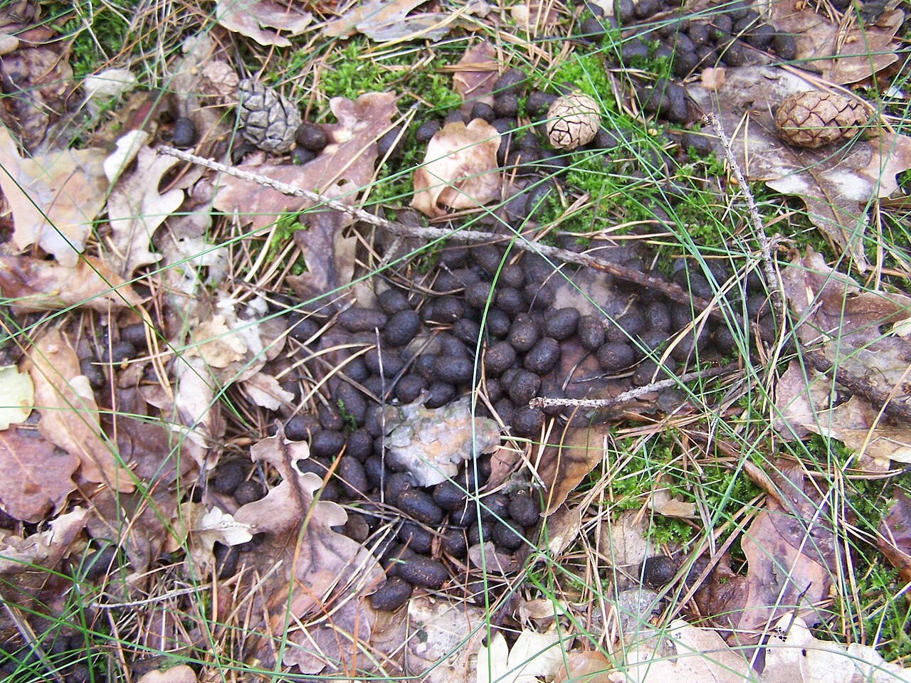 Why Deer Poop Changes With the Seasons