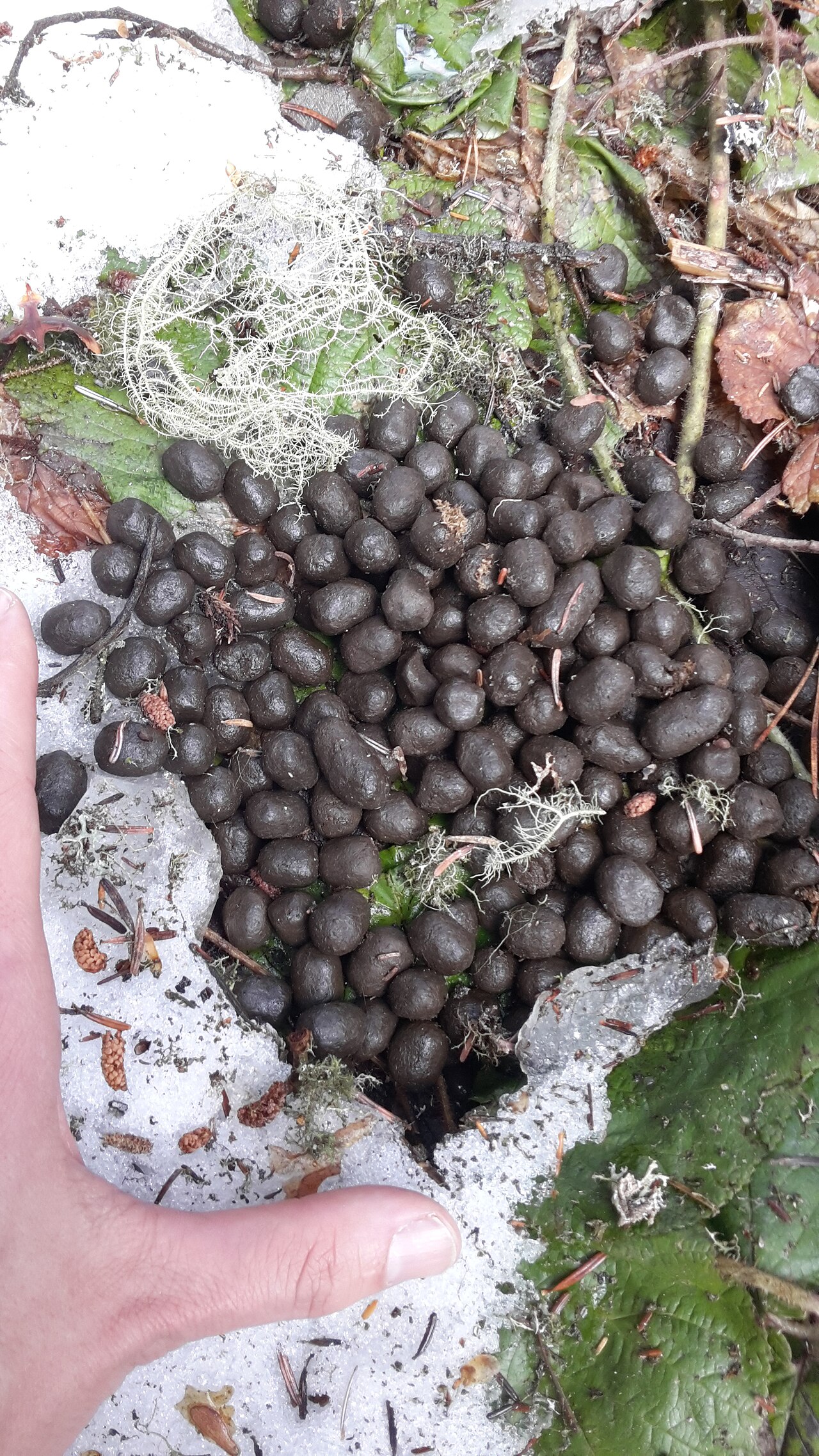 Deer Poop vs Rabbit Poop