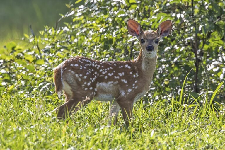 Deer Poop vs Rabbit Poop: Size, Shape, and Garden Damage