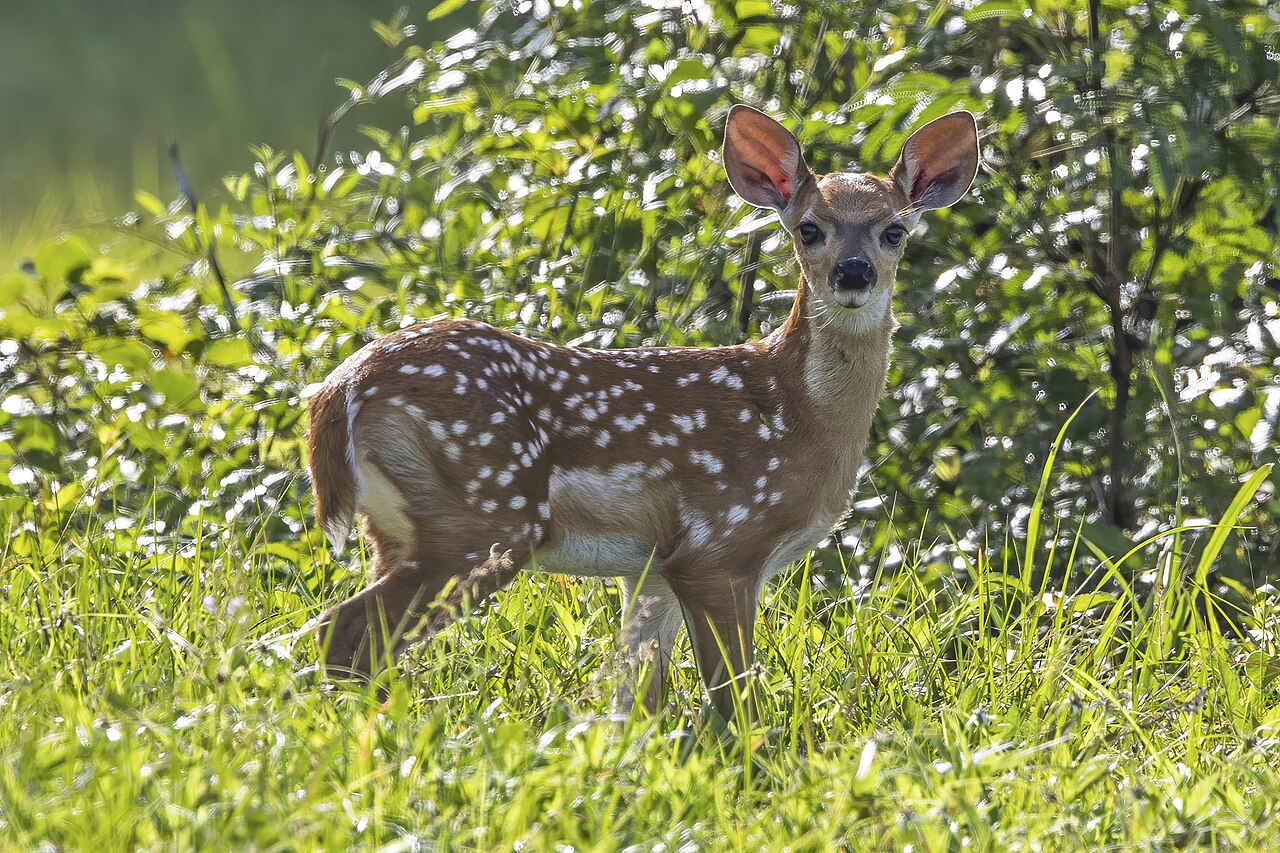 Deer Poop vs Rabbit Poop: Size, Shape, and Garden Damage