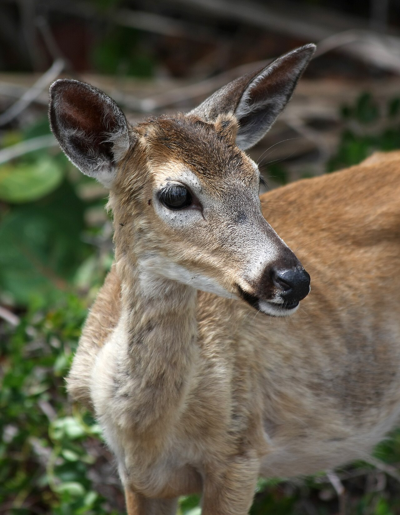 Deer Sounds: Snorts, Grunts, Bleats, and What Each Means