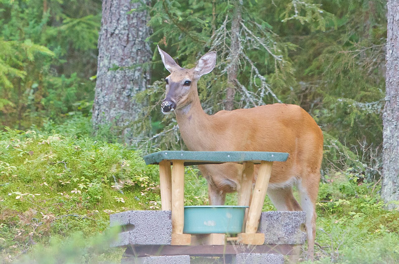 Grunts and Bleats: The Herd's Quiet Conversation