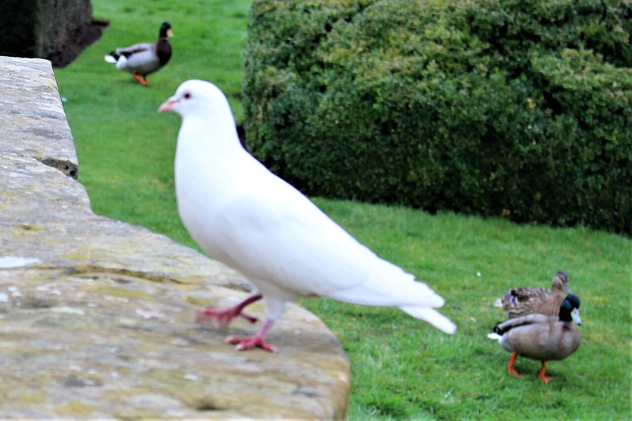 White dove, the ceremonial bird behind the peace and memorial symbol