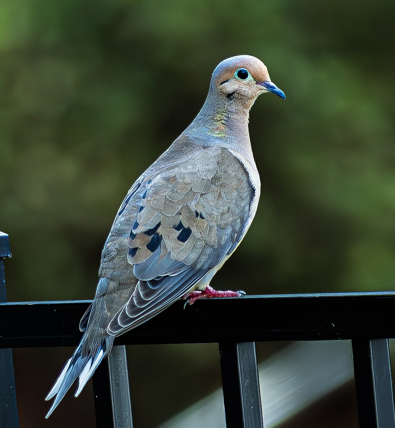 Mourning dove, the North American species behind many memorial designs