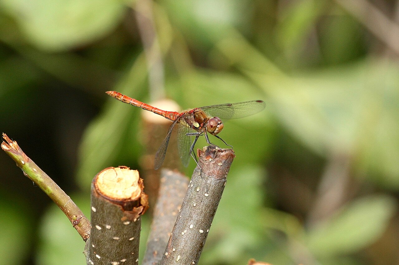 Dragonfly Lands on You Meaning: Spiritual Symbolism Explained