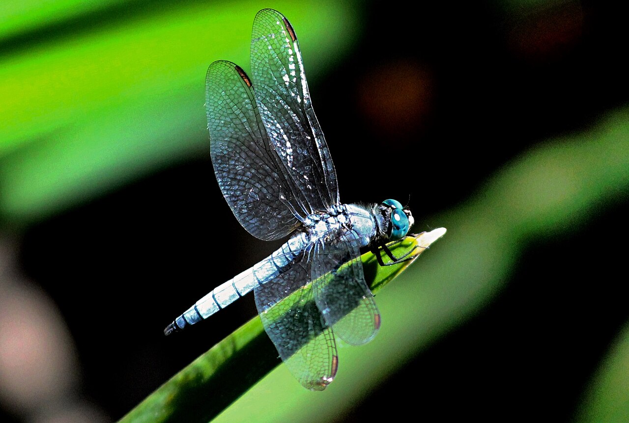 Dragonfly Tattoo Meaning: Transformation and Living Fully Now